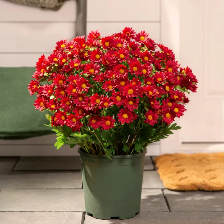 đ„Last Day Each- Artificial Outdoor Sunset Mums Flowers - Waterproof, Windproof