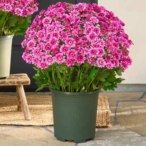 đ„Last Day Each- Artificial Outdoor Sunset Mums Flowers - Waterproof, Windproof