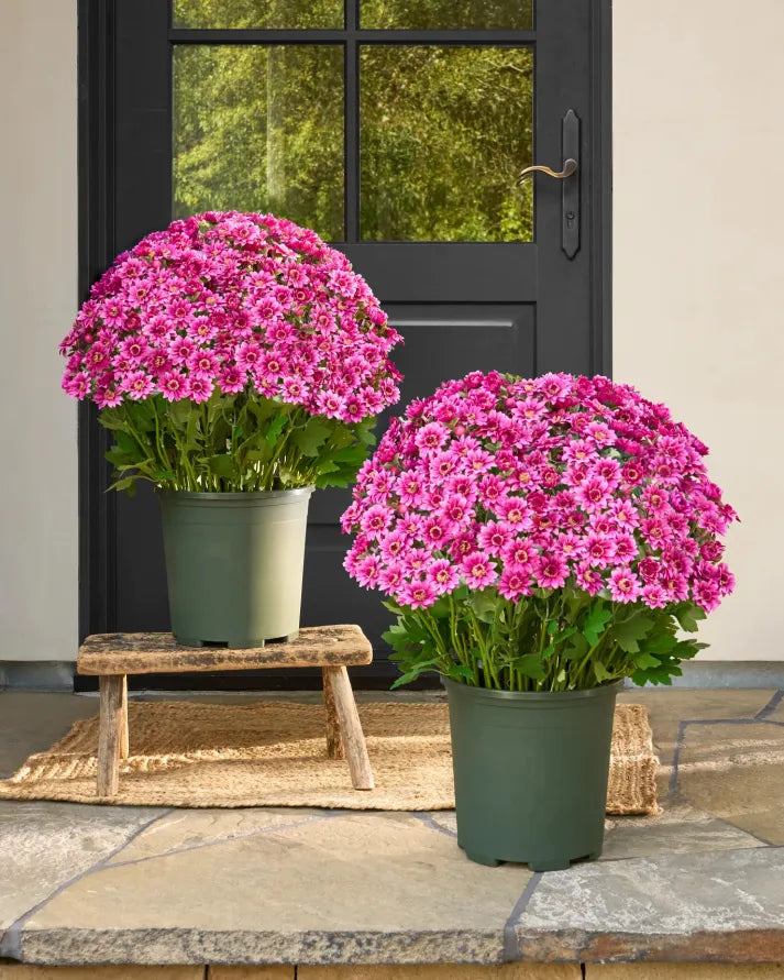 đ„Last Day Each- Artificial Outdoor Sunset Mums Flowers - Waterproof, Windproof