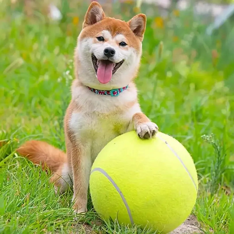 Pawzioo™Tennis Ball Design Dog Toy, Pet Interactive Tennis Ball Toy, Pet Training Ball Toy, Outside Pet Interactive Ball Toy for Dogs & Cats, Outdoor Toy