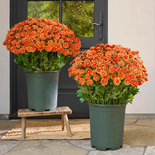 đ„Last Day Each- Artificial Outdoor Sunset Mums Flowers - Waterproof, Windproof