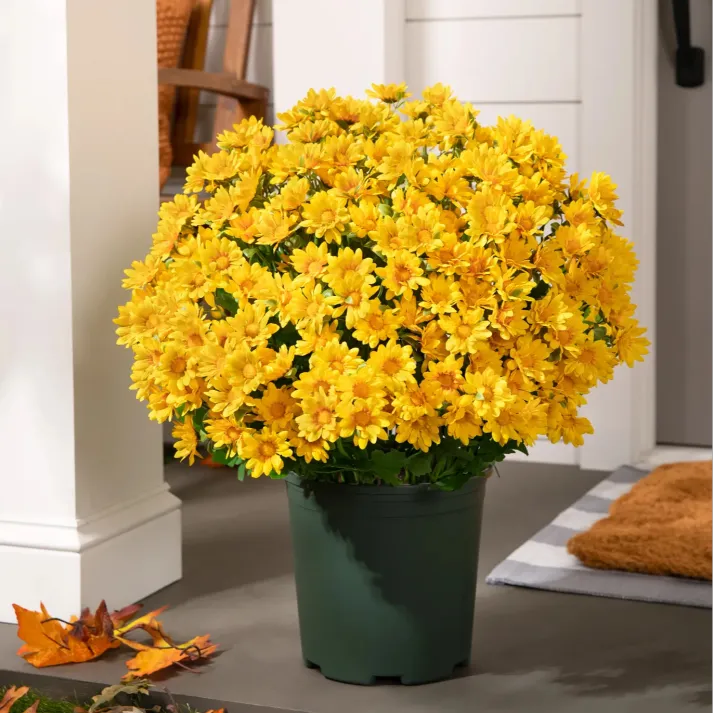 đ„Last Day Each- Artificial Outdoor Sunset Mums Flowers - Waterproof, Windproof
