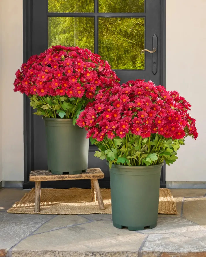 đ„Last Day Each- Artificial Outdoor Sunset Mums Flowers - Waterproof, Windproof