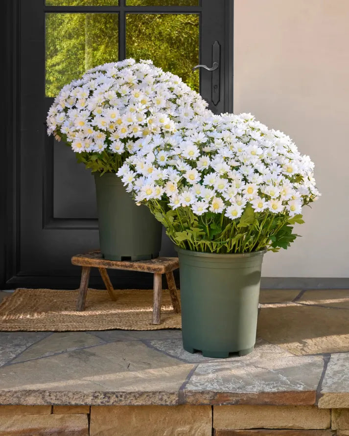 đ„Last Day Each- Artificial Outdoor Sunset Mums Flowers - Waterproof, Windproof