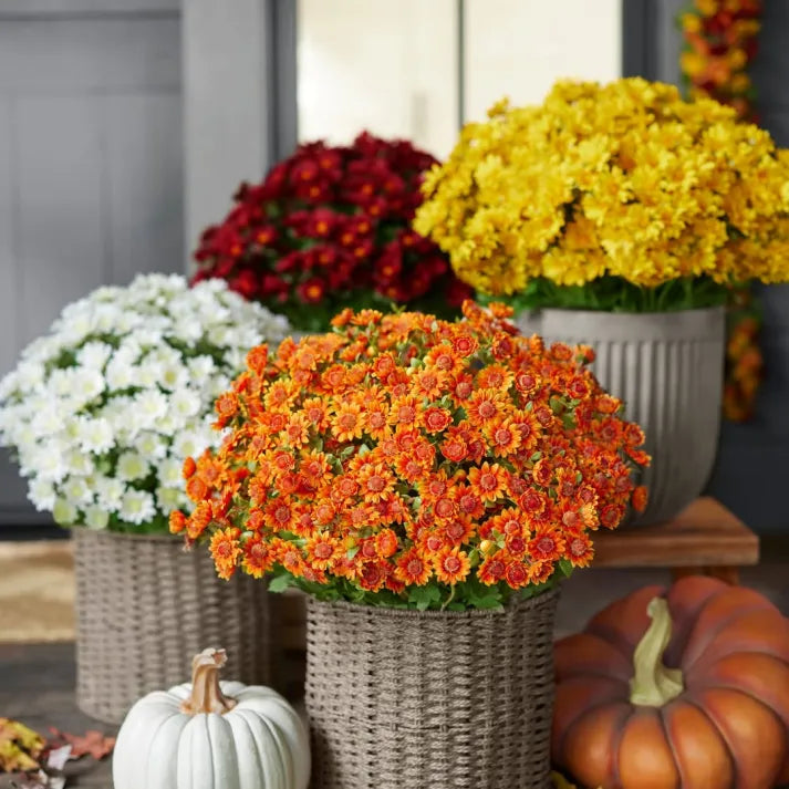 đ„Last Day Each- Artificial Outdoor Sunset Mums Flowers - Waterproof, Windproof